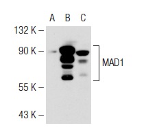  MAD1 (D-5): sc-166313. Western blot analysis of MAD1 expression in non-transfected 293T: sc-117752 (A), human MAD1 transfected 293T: sc-177504 (B) and HeLa (C) whole cell lysates.