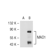  MAD1 (D-6): sc-137026. Western blot analysis of MAD1 expression in non-transfected: sc-117752 (A) and mouse MAD1 transfected: sc-121481 (B) 293T whole cell lysates.