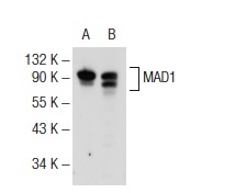  MAD1 (G-12): sc-166322. Western blot analysis of MAD1 expression in SK-N-SH (A) and HeLa (B) whole cell lysates.