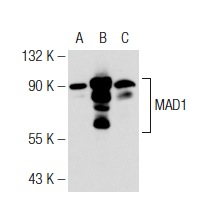  MAD1 (G-12): sc-166322. Western blot analysis of MAD1 expression in non-transfected 293T: sc-117752 (A), human MAD1 transfected 293T: sc-177504 (B) and HeLa (C) whole cell lysates.