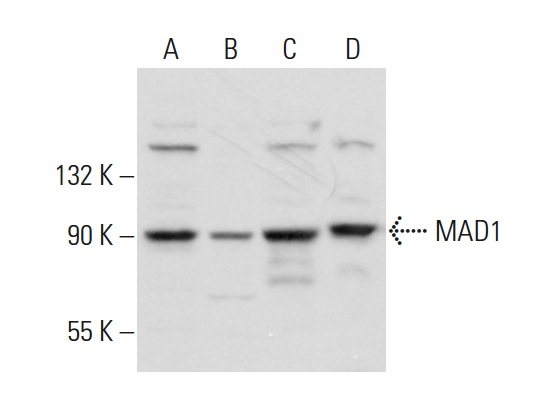  MAD1 (L-17) : sc-54962. Western blot analysis of MAD1 expression in HeLa (A), U-251-MG (B) and U-698-M (C) whole cell lysates and HeLa nuclear extract (D).