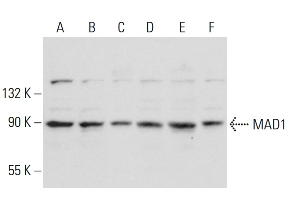  MAD1 (L-17) : sc-54962. Western blot analysis of MAD1 expression in Ramos (A), Raji (B), MCF7 (C), T-47D (D) and MDA-MB-435S (E) whole cell lysates and A431 nuclear extract (F).