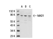  MAD1 (H-228): sc-67338. Western blot analysis of MAD1 expression in A-431 (A) and HeLA (B) whole cell lysates and HeLa nuclear extract (C).