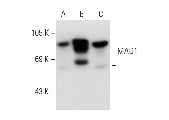  MAD1 (H-228): sc-67338. Western blot analysis of MAD1 expression in non-transfected 293T: sc-117752 (A), human MAD1 transfected 293T: sc-177505 (B) and HeLa (C) whole cell lysates.