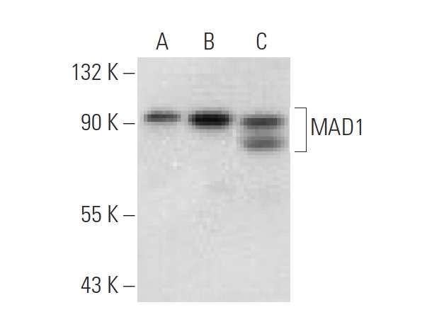  MAD1 (H-228): sc-67338. Western blot analysis of MAD1 expression in non-transfected 293T: sc-117752 (A), mouse MAD1 transfected 293T: sc-121481 (B) and NIH/3T3 (C) whole cell lysates.