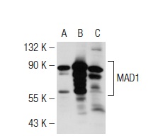  MAD1 (H-228): sc-67338. Western blot analysis of MAD1 expression in non-transfected 293T: sc-117752 (A), human MAD1 transfected 293T: sc-177504 (B) and HeLa (C) whole cell lysates.