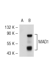  MAD1 (C-5): sc-137025. Western blot analysis of MAD1 expression in non-transfected: sc-117752 (A) and mouse MAD1 transfected: sc-121481 (B) 293T whole cell lysates.