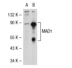  MAD1 (M-300): sc-67337. Western blot analysis of MAD1 expression in non-transfected: sc-117752 (A) and mouse MAD1 transfected: sc-121481 (B) 293T whole cell lysates.