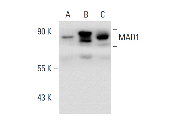  MAD1 (M-300): sc-67337. Western blot analysis of MAD1 expression in non-transfected 293T: sc-117752 (A), human MAD1 transfected 293T: sc-177505 (B) and HeLa (C) whole cell lysates.