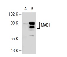  MAD1 (M-300): sc-67337. Western blot analysis of MAD1 expression in non-transfected: sc-117752 (A) and human MAD1 transfected: sc-177504 (B) 293T whole cell lysates.