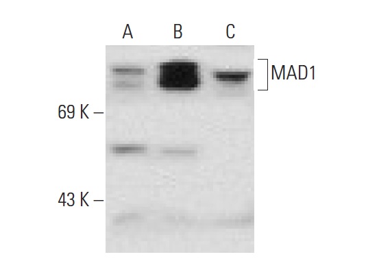  MAD1 (N-20): sc-54963. Western blot analysis of MAD1 expression in non-transfected 293T: sc-117752 (A), human MAD1 transfected 293T: sc-177505 (B) and HeLa (C) whole cell lysates.