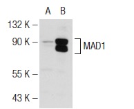  MAD1 (N-20): sc-54963. Western blot analysis of MAD1 expression in non-transfected: sc-117752 (A) and human MAD1 transfected: sc-177504 (B) 293T whole cell lysates.