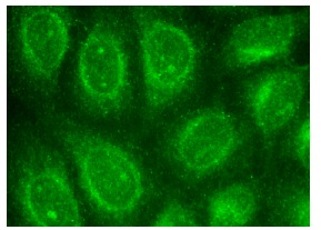  MAD1 (N-20): sc-54963. Immunofluorescence staining of methanol-fixed HeLa cells showing nuclear and cytoplasmic localization.