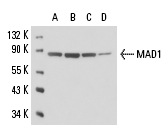  MAD1 (9B10): sc-47746. Western blot analysis of MAD1 expression in HeLa (A), A-431 (B), BJAB (C) and Meg-01 (D) nuclear extracts.Replacement for gel in Book 140-51.