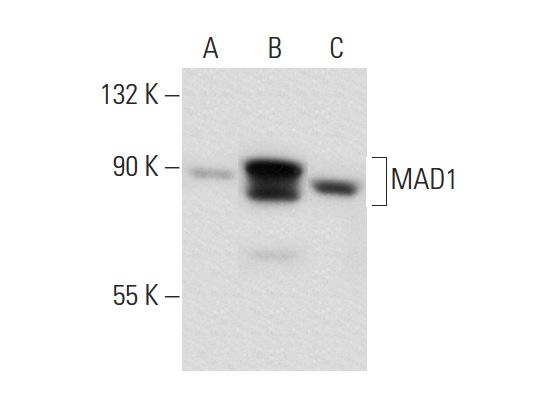  MAD1 (9B10): sc-47746. Western blot analysis of MAD1 expression in non-transfected 293T: sc-117752 (A), human MAD1 transfected 293T: sc-177505 (B) and HeLa (C) whole cell lysates.