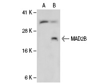  MAD2B (C-14): sc-27731. Western blot analysis of MAD2B expression in non-transfected: sc-110760 (A) and human MAD2B transfected: sc-113252 (B) 293 whole cell lysates.