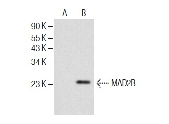  MAD2B (C-14): sc-27731. Western blot analysis of MAD2B expression in non-transfected: sc-110760 (A) and human MAD2B transfected: sc-113252 (B) 293 whole cell lysates.