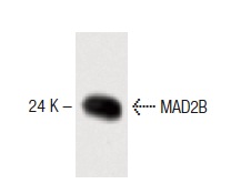  MAD2B (14): sc-135977. Western blot analysis of MAD2B expression in K-562 whole cell lysate.