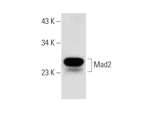  Mad2 (C-3): sc-365813. Western blot analysis of Mad2 expression in S. cerevisiae whole cell lysate.