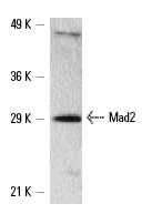  Mad2 (yF-19): sc-6331. Western blot analysis of Mad2 expression in S. cerevisiae whole cell lysate.