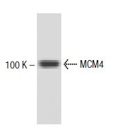  MCM4 (43): sc-136410. Western blot analysis of MCM4 expression in BC3H1 whole cell lysate.