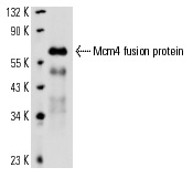  Mcm4 (y-300): sc-33622. Western blot analysis of yeast recombinant Mcm4 fusion protein.