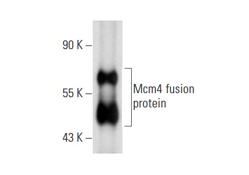  Mcm4 (D-4): sc-166193. Western blot analysis of yeast recombinant Mcm4 fusion protein.