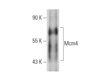  Mcm4 (D-7): sc-166037. Western blot analysis of yeast recombinant Mcm4 fusion protein.