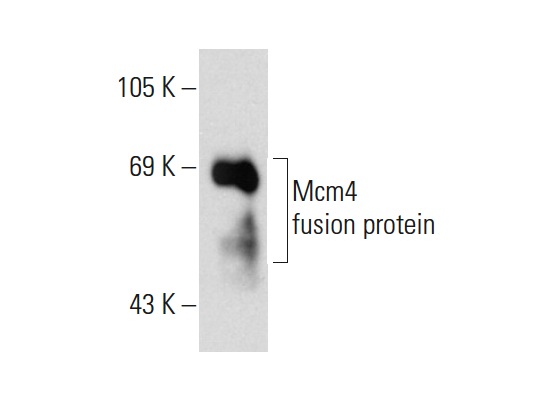  Mcm4 (C-12): sc-166036. Western blot analysis of yeast recombinant Mcm4 fusion protein.