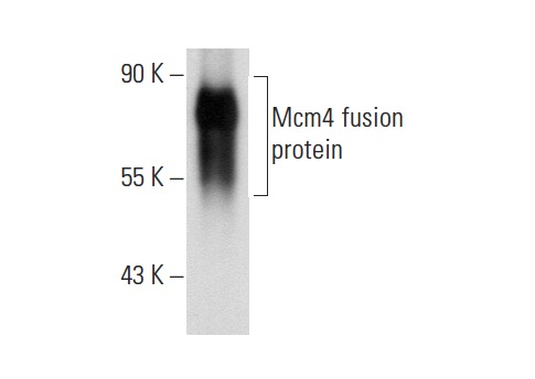  Mcm4 (C-12): sc-166036. Western blot analysis of yeast recombinant Mcm4 fusion protein.