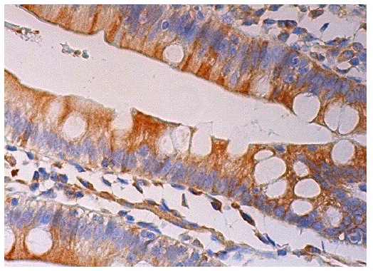  MCM3AP (E-20): sc-83297. Immunoperoxidase staining of formalin fixed, paraffin-embedded human small intestine tissue showing cytoplasmic staining of glandular cells.