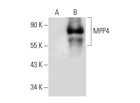  MPP4 (E-6): sc-393587. Western blot analysis of MPP4 expression in non-transfected: sc-117752 (A) and mouse MPP4 transfected: sc-121731 (B) 293T whole cell lysates.