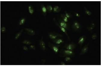  MPP10 (TJ-1): sc-81847. Immunofluorescence staining of paraformaldehyde-fixed HeLa cells showing nuclear localization.