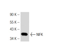  NIFK (18E148): sc-52904. Western blot analysis of mouse NIFK expression in HeLa whole cell lysate.