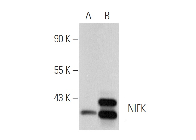  NIFK (18E148): sc-52904. Western blot analysis of NIFK expression in non-transfected: sc-117752 (A) and human NIFK transfected: sc-159682 (B) 293T whole cell lysates.