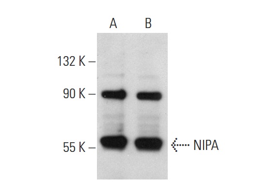  NIPA (C-14): sc-48603. Western blot analysis of NIPA expression in HeLa (A) and WI 38 (B) whole cell lysates.