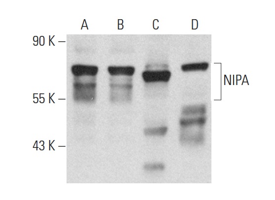  NIPA (H-300): sc-134601. Western blot analysis of NIPA expression in HeLa (A) and WI 38 (B) whole cell lysates and mouse brain (C) and mouse liver (D) tissue extracts.