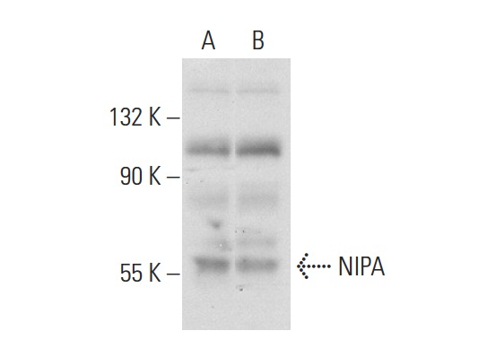  NIPA (N-16): sc-48605. Western blot analysis of NIPA expression in HeLa (A) and WI 38 (B) whole cell lysates.