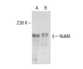  NuMA (E-20): sc-51164. Western blot analysis of NuMA expression in NIH/3T3 (A) and MM-142 (B) nuclear extracts.