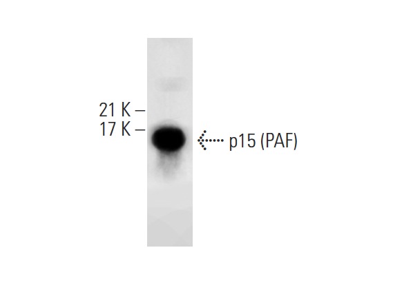  p15 (PAF) (G-11): sc-390515. Western blot analysis of p15 expression in M1 whole cell lysate.