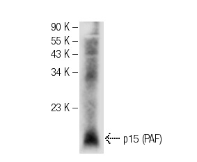  p15 (PAF) (E-16): sc-65162. Western blot analysis of p15 (PAF) expression in mouse thymus tissue extract.