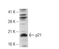  p21 (H-164): sc-756. Western blot analysis of p21 expression in HeLa nuclear extract.