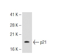  p21 (F-5): sc-6246. Western blot analysis of p21 expression in HeLa nuclear extract.