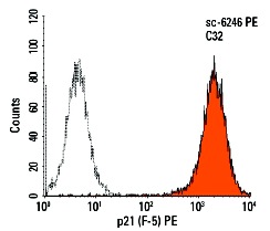  p21 (F-5) PE: sc-6246 PE. Intracellular FCM analysis of fixed and permeabilized C32 cells. Black line histogram represents the isotype control, normal mouse IgG<sub>2b</sub>: sc-2868.