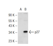  p27 (M-197): sc-776. Western blot analysis of p27 expression in non-transfected: sc-110760 (A) and human p27 transfected: sc-129376 (B) 293 whole cell lysates.