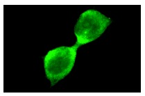  BECN1 (K-15): sc-10087. Immunofluorescence staining of methanol-fixed nih/3t3 cells showing cytoplasmic localization.