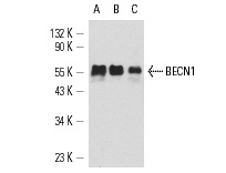  BECN1 (E-8): sc-48341. Western blot analysis of BECN1 expression in non-transfected: sc-110760 (A) and mouse BECN1 transfected: sc-111282 (B) 293 whole cell lysates.