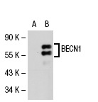  BECN1 (E-8): sc-48341. Western blot analysis of BECN1 expression in non-transfected: sc-117752 (A) and human BECN1 transfected: sc-113511 (B) 293T whole cell lysates.