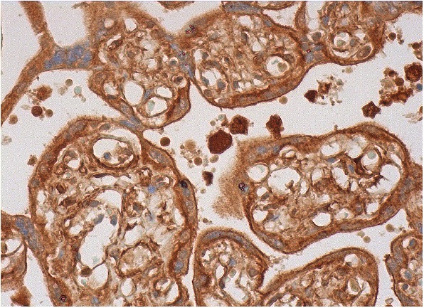  Pericentrin 2 (E-20): sc-28146. Immunoperoxidase staining of formalin fixed, paraffin-embedded human placenta tissue showing cytoplasmic and membrane staining of Islets of Langerhans.