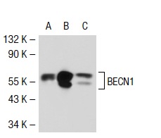  BECN1 (E-8): sc-48341. Western blot analysis of BECN1 expression in non-transfected 293T: sc-117752 (A), mouse BECN1 transfected 293T: sc-125053 (B) and HeLa (C) whole cell lysates.